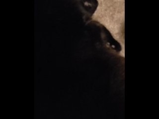 black cat, pet, squirt, pussy licking