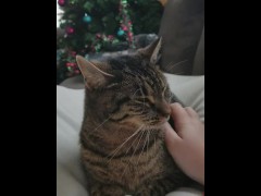 Petting - Screenshot 10 of 16 - Cute Cat