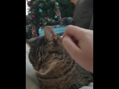 Petting - Screenshot 14 of 16 - Cat