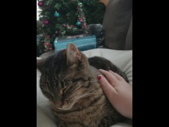 Petting - Screenshot 15 of 16 - Cute Cat