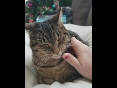 Petting - Screenshot 3 of 16 - Meow