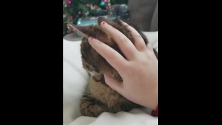 Petting