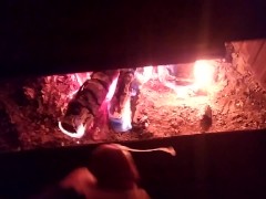 Cumming on Fire (Christmas Cum Edition)