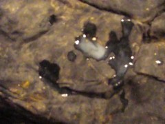 B.B.B. preview: Victoria Sin "White Lingerie Cum"AVI no SloMo