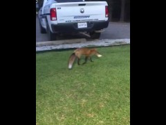 Fox Some Bread - Screenshot 10 of 16 - Bread