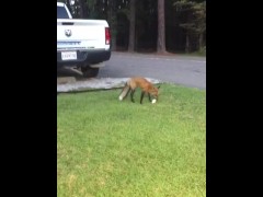 Fox Some Bread - Screenshot 11 of 16 - Fox