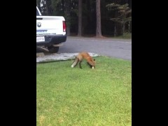 Fox Some Bread
