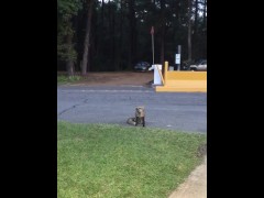 Fox Some Bread - Screenshot 3 of 16 - Nom Nom