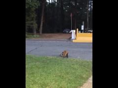 Fox Some Bread - Screenshot 6 of 16 - Nom Nom