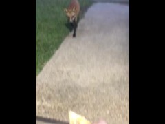 Fox Some Bread - Screenshot 8 of 16 - Fox