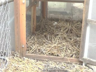 Doing Chores on the Farm Gave Me a Sneeze Attack
