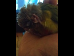 Fluffy Kiwi takes a snooze PH