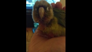 Пушистый киви вздремнул PH