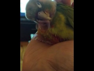 Gay Birb PH