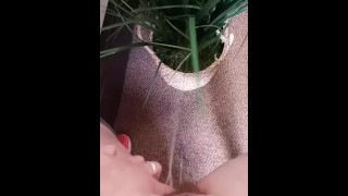 植物の小便