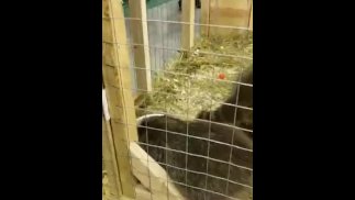 Толстушки Манекен Thicc