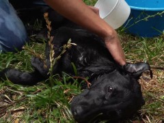 Naughty Bitch gets all wet and enjoy herself