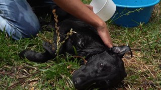 Naughty Bitch gets all wet and enjoy herself