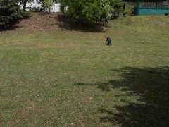 Bitch Loves To Get Naked At The Park And Enjoy Herself When Watched