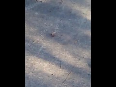 ant dragging this poor spider to his doom 