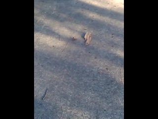 ant dragging this poor spider to his doom