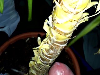 Обкончал цветок