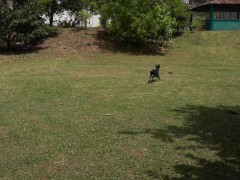 VIDEO DE ESTER DISFRUTA VER PERRA EN EL PARQUE