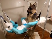 Preview 4 of Getting knotfucked in the sling by a hung shep
