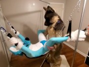 Preview 5 of Getting knotfucked in the sling by a hung shep