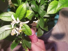 Jerk Off Nutrient for the Lemon