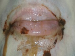 Tender, pink, your favorite chocolate lips (ASMR VIDEO)