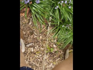 Quick Pee To Water The Flowers