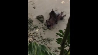 牙买加人在海滩上做爱