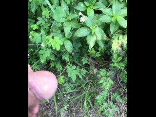 Peeing on the weeds 