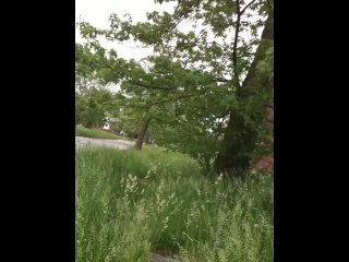 Taking the dick out for a walk & piss.