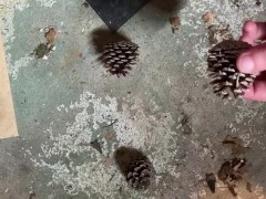 Perfect pine cones - Screenshot 1 of 16 - Pine Cone