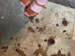 Perfect pine cones - Screenshot 6 of 16 - Pine Cone