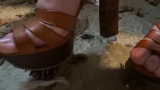 完美的松果