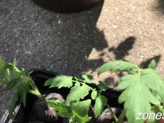 Potted MILFs get worked over