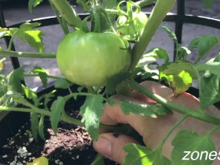 tomato cloning, garden, clone, hd