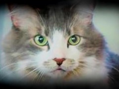 Yoda Tells Alinity's Cat Milo Through The Force To Bite Her (ASMR) - Screenshot 1 of 16 - Sfw
