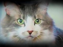 Yoda Tells Alinity's Cat Milo Through The Force To Bite Her (ASMR) - Screenshot 2 of 16 - Cat