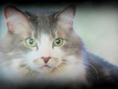 Yoda Tells Alinity's Cat Milo Through The Force To Bite Her (ASMR) - Screenshot 4 of 16 - Alinity