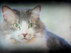 Yoda Tells Alinity's Cat Milo Through The Force To Bite Her (ASMR) - Screenshot 5 of 16 - Dank Memes