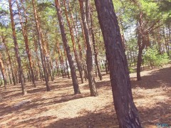 Кончи в мою киску/ лес / прошу в публичном месте - Screenshot 15 of 16 - Real Orgasm