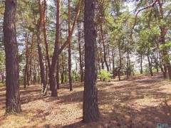 Кончи в мою киску/ лес / прошу в публичном месте - Screenshot 16 of 16 - Pov Creampie