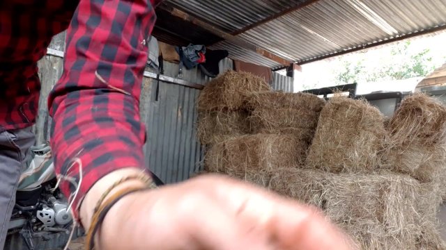 Pajaso en la bodega del heno, el heno pica
