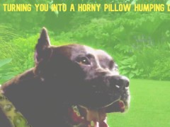 Mesmerized to become My Pillow Humping Dog