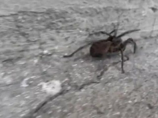 Araña grande con grandes patas en el patio de cemento