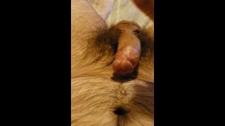 POV Solo Male Cumshot On Hairy Belly